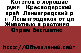 Котенок в хорошие руки - Краснодарский край, Ленинградский р-н, Ленинградская ст-ца Животные и растения » Отдам бесплатно   